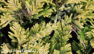 jałowiec płożący 'Mother Lode' - Juniperus horizontalis 'Mother Lode' 