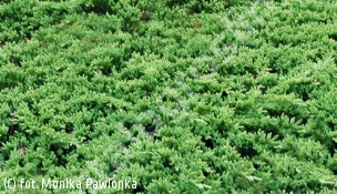 jałowiec płożący 'Prince of Wales' - Juniperus horizontalis 'Prince of Wales' 