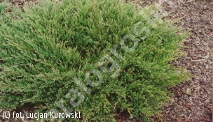 jałowiec płożący 'Prostrata' - Juniperus horizontalis 'Prostrata' 