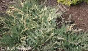 jałowiec płożący 'Variegata' - Juniperus horizontalis 'Variegata' 