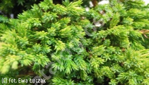 jałowiec rozesłany 'Kishiogima' - Juniperus procumbens 'Kishiogima' 