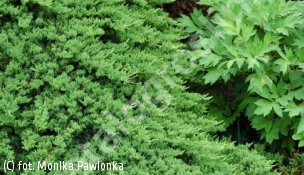 jałowiec rozesłany 'Nana' - Juniperus procumbens 'Nana' 