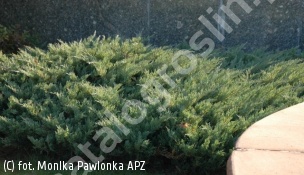 jałowiec sabiński 'Blaue Donau' - Juniperus sabina 'Blaue Donau' 
