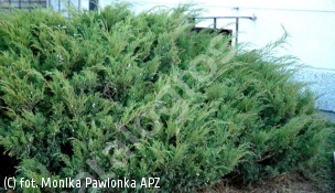 jałowiec sabiński 'Blaue Donau' - Juniperus sabina 'Blaue Donau' 
