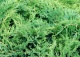 jałowiec sabiński 'Broadmoor' - Juniperus sabina 'Broadmoor' 