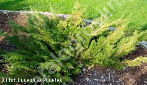 jałowiec sabiński CALGARY CARPET 'Monna' - Juniperus sabina CALGARY CARPET 'Monna' 