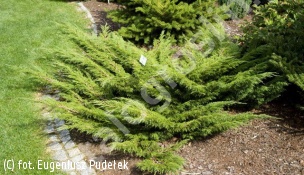 jałowiec sabiński CALGARY CARPET 'Monna' - Juniperus sabina CALGARY CARPET 'Monna' 