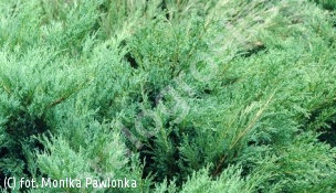 jałowiec sabiński 'Mas' - Juniperus sabina 'Mas' 