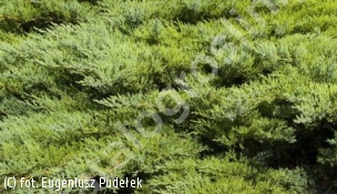 jałowiec sabiński 'Rockery Gem' - Juniperus sabina 'Rockery Gem' 