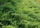 jałowiec sabiński 'Tamariscifolia' - Juniperus sabina 'Tamariscifolia' 