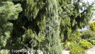 jałowiec skalny 'Silver Star' - Juniperus scopulorum 'Silver Star' 