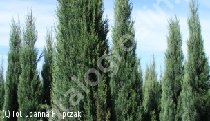 jałowiec skalny 'Skyrocket' - Juniperus scopulorum 'Skyrocket' 
