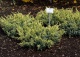 jałowiec łuskowaty 'Dream Joy' - Juniperus squamata 'Dream Joy' 