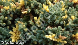 jałowiec łuskowaty 'Floreant' - Juniperus squamata 'Floreant' 