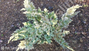 jałowiec łuskowaty 'Golden Flame' - Juniperus squamata 'Golden Flame' 