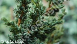 jałowiec łuskowaty 'Meyeri' - Juniperus squamata 'Meyeri' 