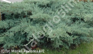 jałowiec wirginijski 'Grey Owl' - Juniperus virginiana 'Grey Owl' 