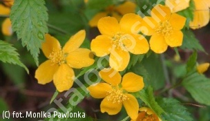 złotlin japoński - Kerria japonica 