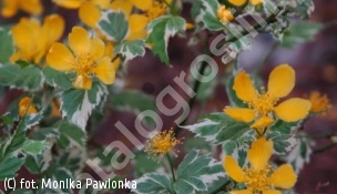 złotlin japoński 'Picta' - Kerria japonica 'Picta' 