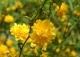 złotlin japoński 'Pleniflora' - Kerria japonica 'Pleniflora' 