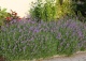 lawenda wąskolistna 'Munstead' - Lavandula angustifolia 'Munstead' 