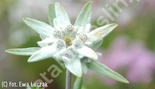 szarotka alpejska - Leontopodium alpinum 