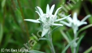 szarotka alpejska - Leontopodium alpinum 