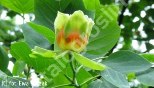 tulipanowiec amerykański - Liriodendron tulipifera 