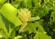 tulipanowiec amerykański 'Aureomarginatum' - Liriodendron tulipifera 'Aureomarginatum' 