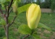 magnolia brooklińska 'Yellow Bird' - Magnolia ×brooklynensis 'Yellow Bird' 