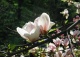 magnolia Soulange'a - Magnolia ×soulangeana 