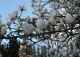 magnolia Soulange'a 'Alba Superba' - Magnolia ×soulangeana 'Alba Superba' 