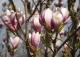 magnolia Soulange'a 'Alexandrina' - Magnolia ×soulangeana 'Alexandrina' 