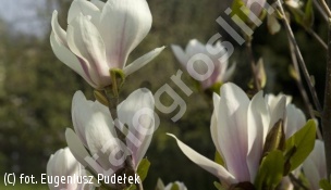 magnolia Soulange'a 'Amabilis' - Magnolia ×soulangeana 'Amabilis' 