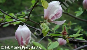 magnolia Soulange'a 'Brozzoni' - Magnolia ×soulangeana 'Brozzoni' 