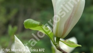 magnolia Soulange'a 'Burgundy' - Magnolia ×soulangeana 'Burgundy' 