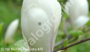magnolia Soulange'a 'Burgundy' - Magnolia ×soulangeana 'Burgundy' 