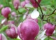 magnolia Soulange'a 'Lennei' - Magnolia ×soulangeana 'Lennei' 