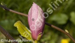 magnolia Soulange'a 'Lombardy Rose' - Magnolia ×soulangeana 'Lombardy Rose' 