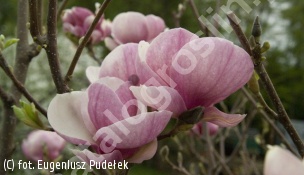magnolia Soulange'a 'Picture' - Magnolia ×soulangeana 'Picture' 