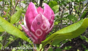 magnolia Soulange'a 'Picture' - Magnolia ×soulangeana 'Picture' 