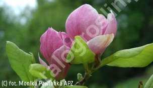 magnolia Soulange'a 'Rustica Rubra' - Magnolia ×soulangeana 'Rustica Rubra' 
