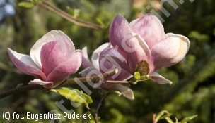 magnolia Soulange'a 'Rustica Rubra' - Magnolia ×soulangeana 'Rustica Rubra' 