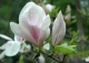 magnolia Soulange'a 'Speciosa' - Magnolia ×soulangeana 'Speciosa' 