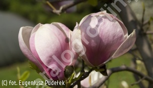 magnolia Soulange'a 'Sundew' - Magnolia ×soulangeana 'Sundew' 