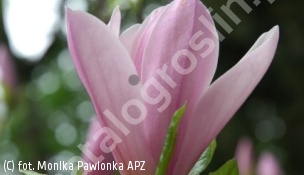 magnolia 'Ann' - Magnolia 'Ann' 