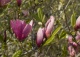 magnolia 'Ann' - Magnolia 'Ann' 