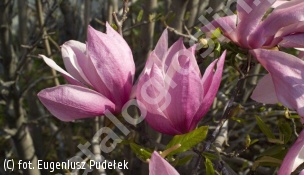magnolia 'Betty' - Magnolia 'Betty' 