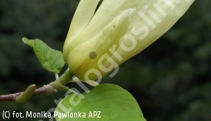 magnolia 'Elizabeth' - Magnolia 'Elizabeth' 