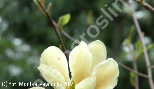 magnolia 'Elizabeth' - Magnolia 'Elizabeth' 